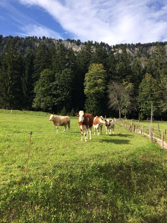 Ferienwohnung Maurerhof Sankt Johann in Tirol Dış mekan fotoğraf